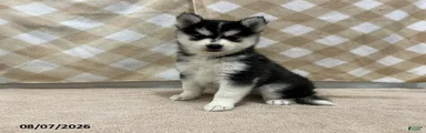 Piper