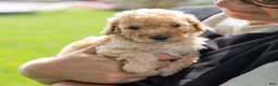 Toy Poodle dogs for sale: Ginger  - Ad 4