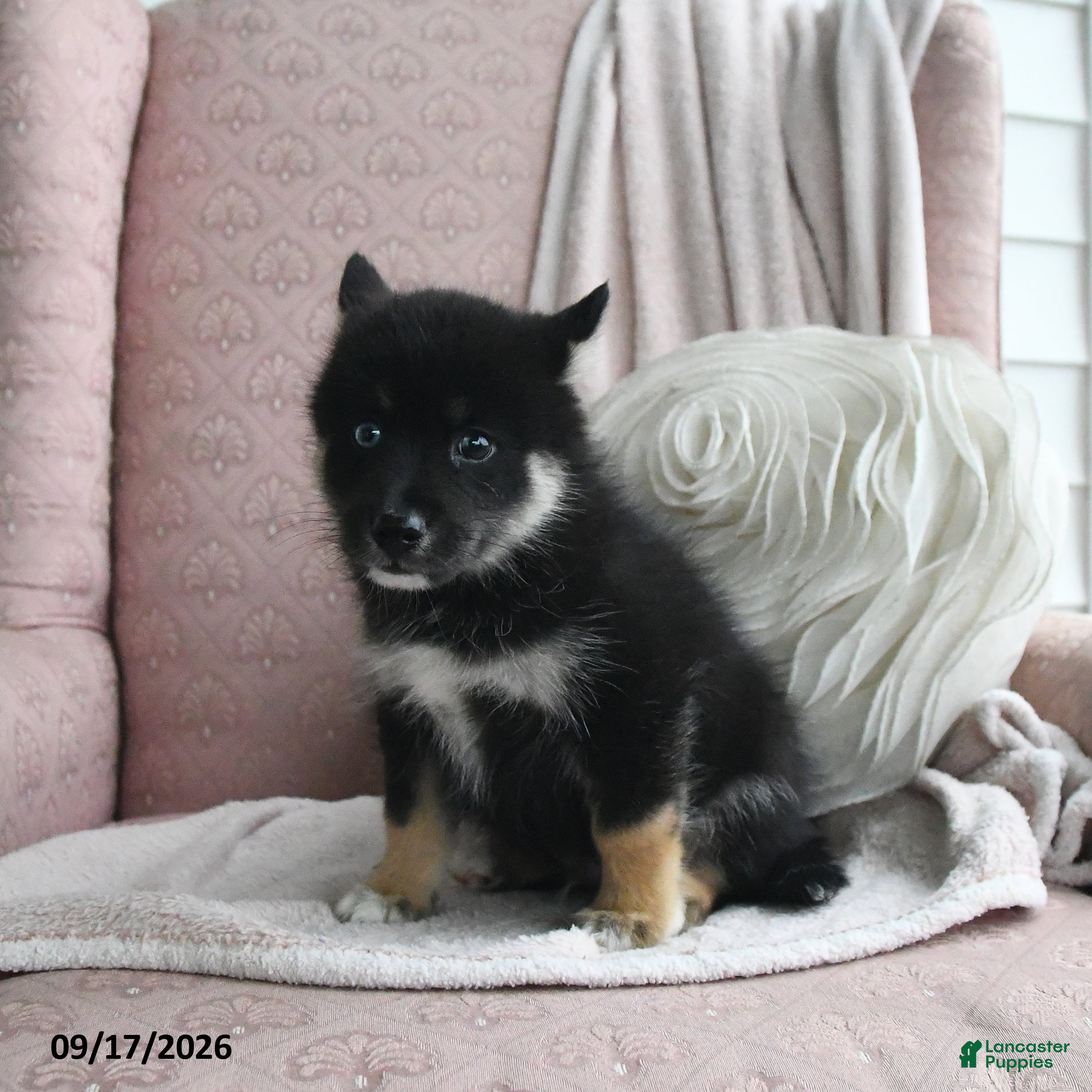 Pomsky dogs Bruno - Ad 2