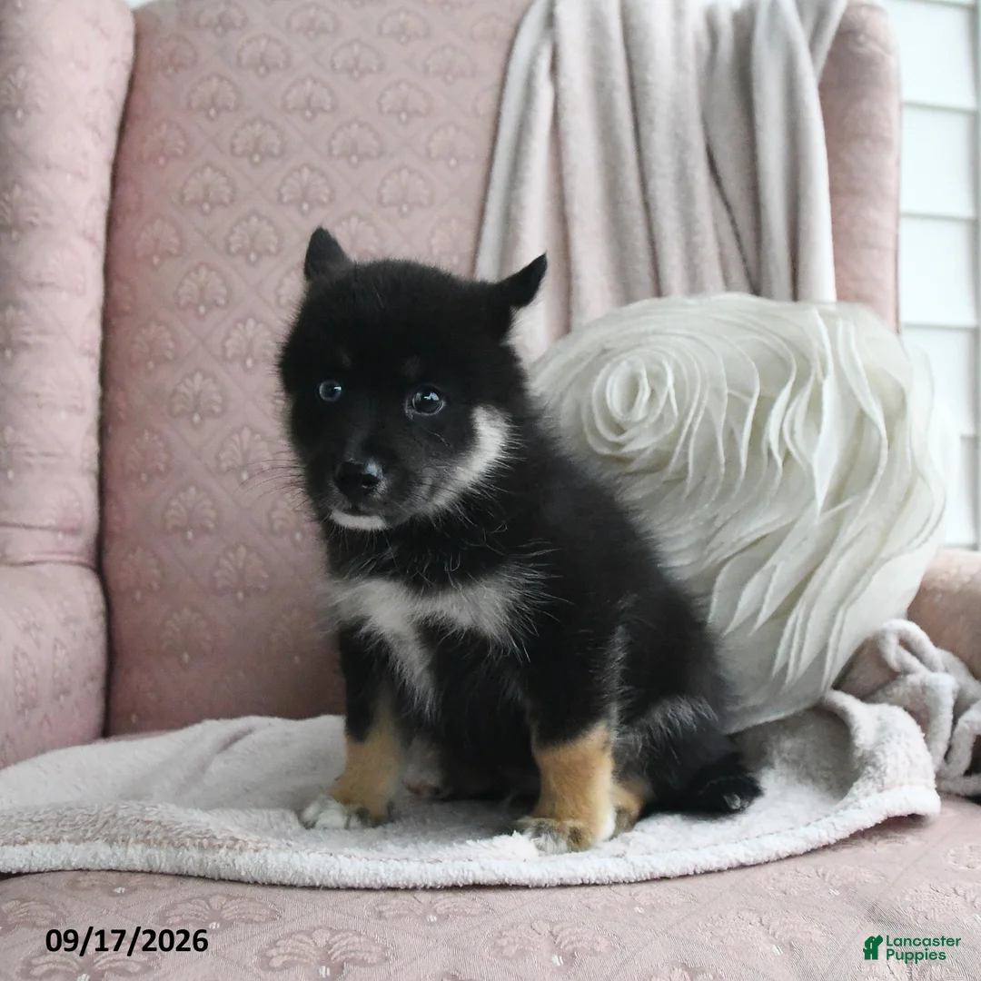 Pomsky dogs for sale: Bruno - Ad 2