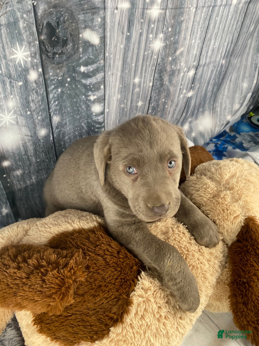 Labrador Retriever dogs for sale: Abby - Ad 7