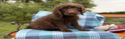 Mixed Breed dogs for sale: Galaxy (Boy) - Ad 4