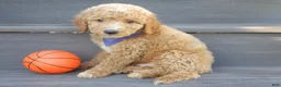 Mini Goldendoodle dogs for sale: Mason (medium) - Ad 3