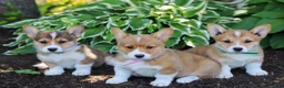 Welsh Corgi Pembroke dogs for sale: Kenzie  - Ad 6