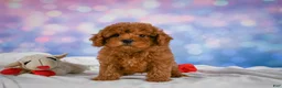 Cavapoo dogs for sale: Chief - Ad 6
