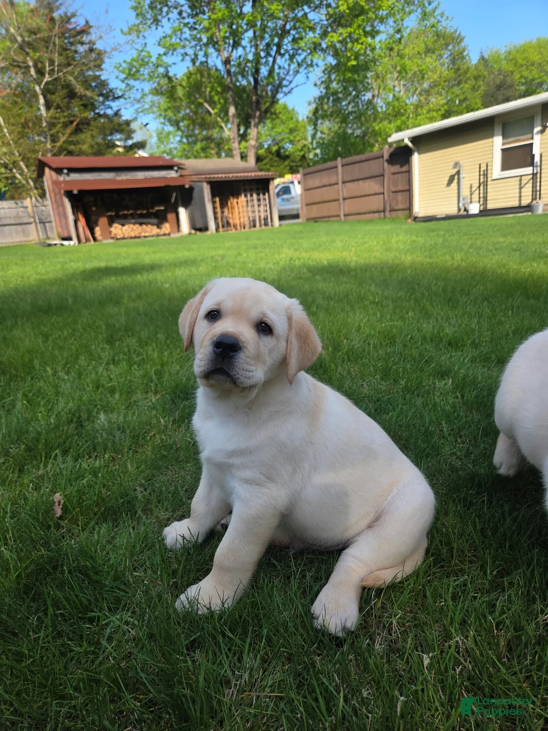 Labrador Retriever dogs for sale: Labrador Retriever Puppy 1 - Ad 1