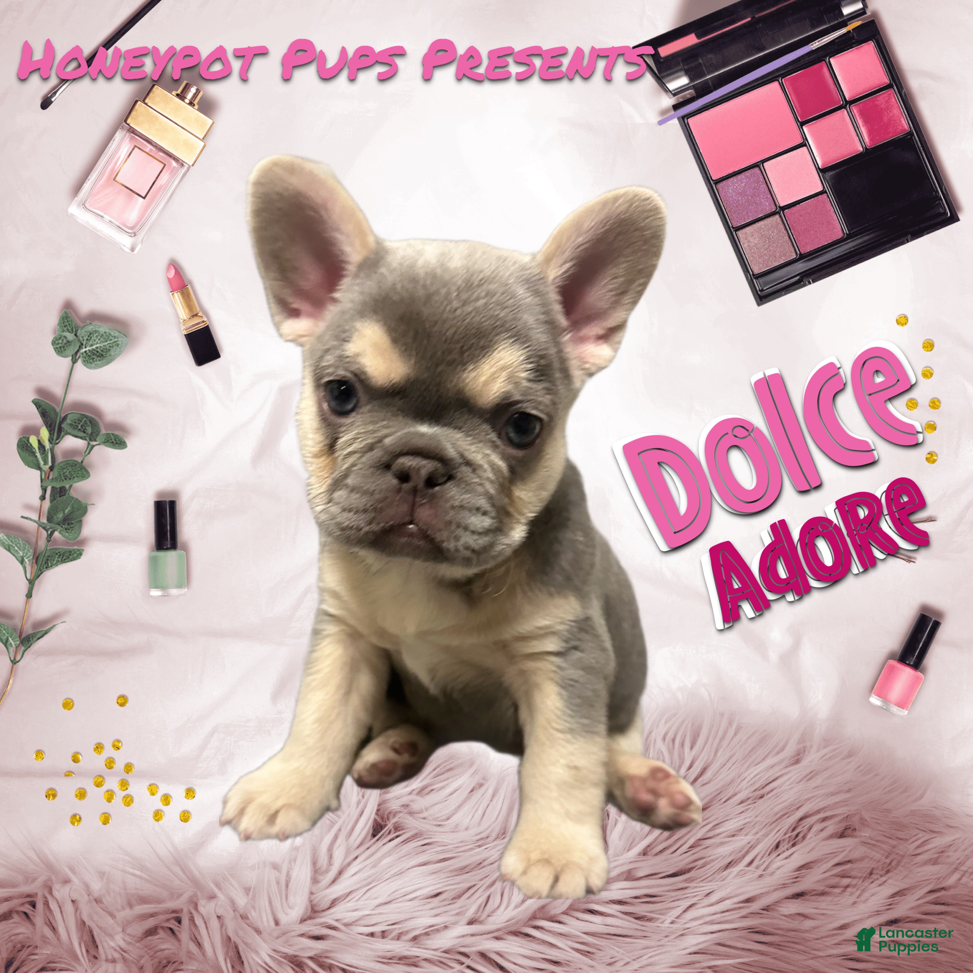 French Bulldog dogs FLUFFY AND PINK CARRIER DOLCE - Ad 1