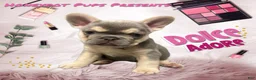 French Bulldog dogs for sale: DOLCE *FLUFFY and PINK CARRIER* - Ad 7