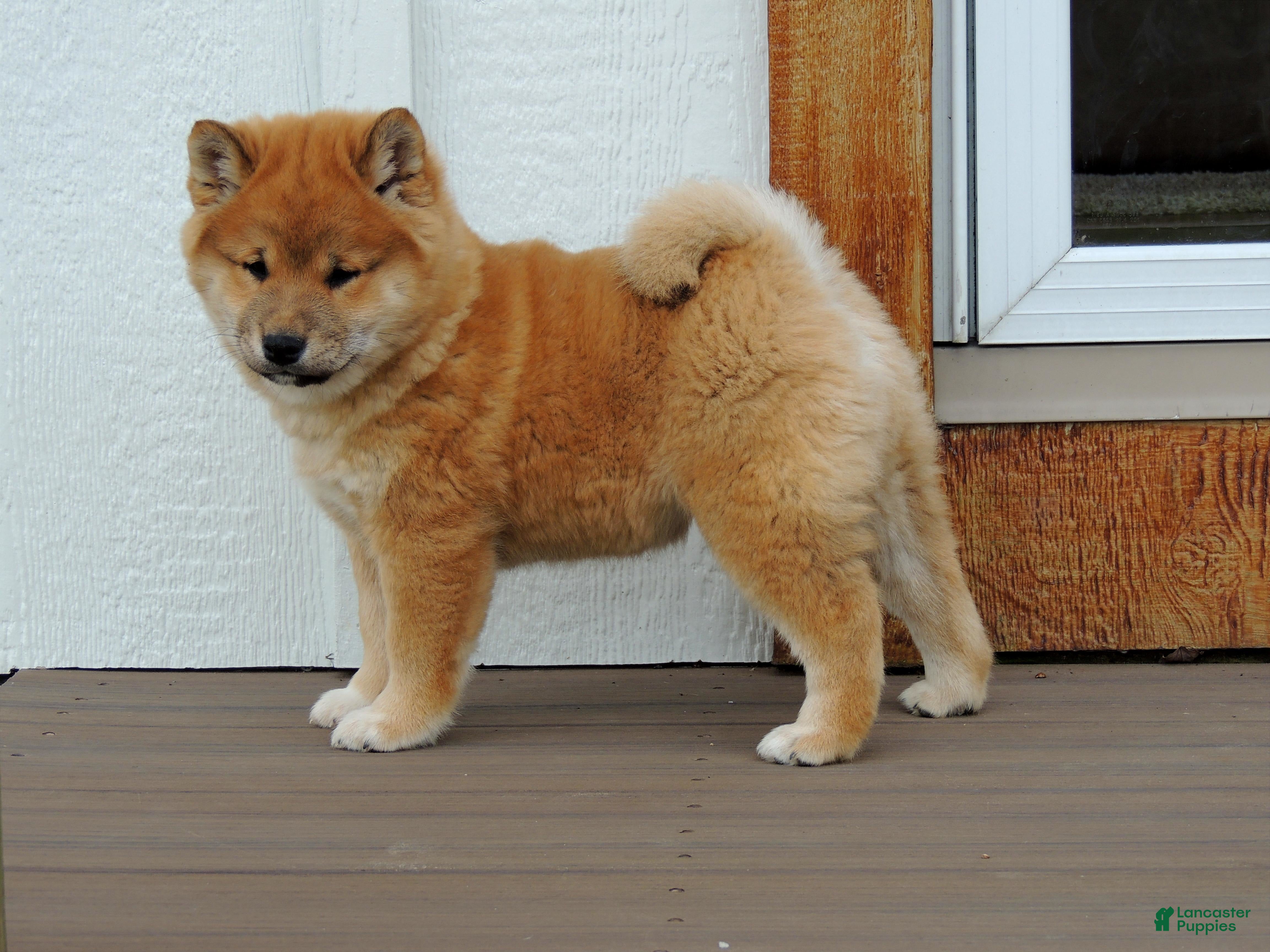 Shiba Inu dogs DAKOTA - Ad 2