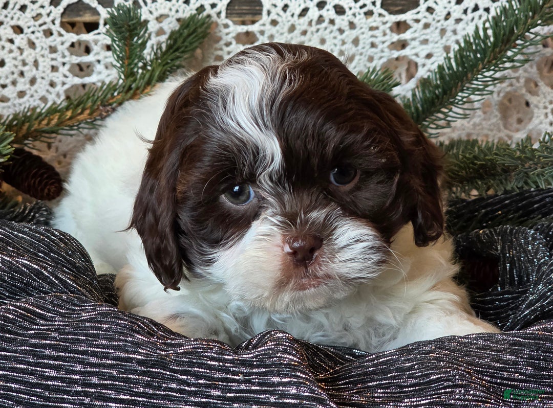 Shihpoo dogs for sale: Jackson - Ad 1