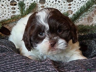 Shihpoo dogs Jackson - Ad 12