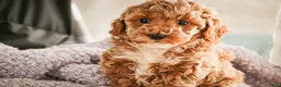 Miniature Poodle dogs for sale: Jade - Ad 7