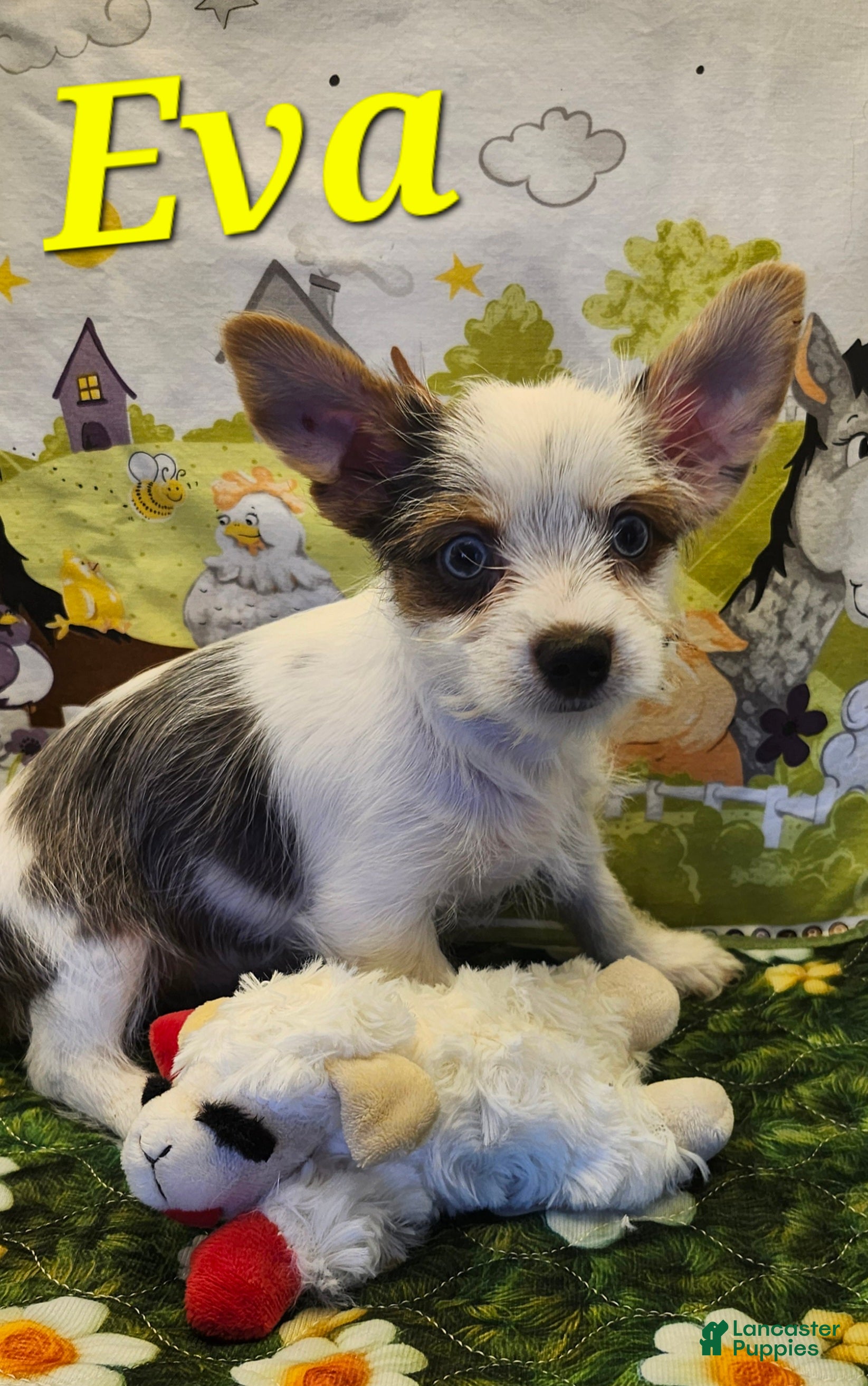 Yorkshire Terrier dogs Yorkshire Terrier 3 - Ad 1