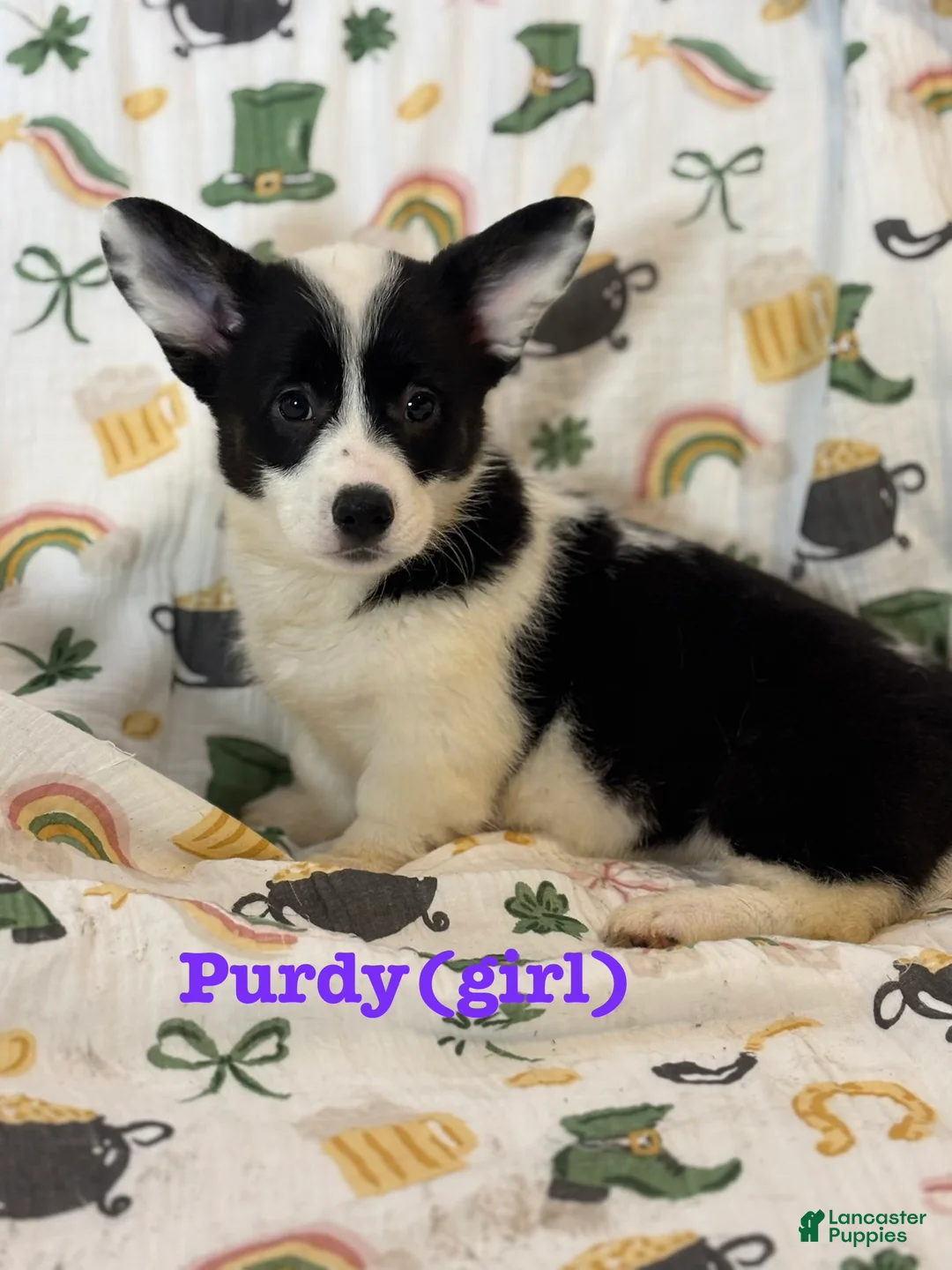 American Corgi dogs for sale: Purdy - Ad 2