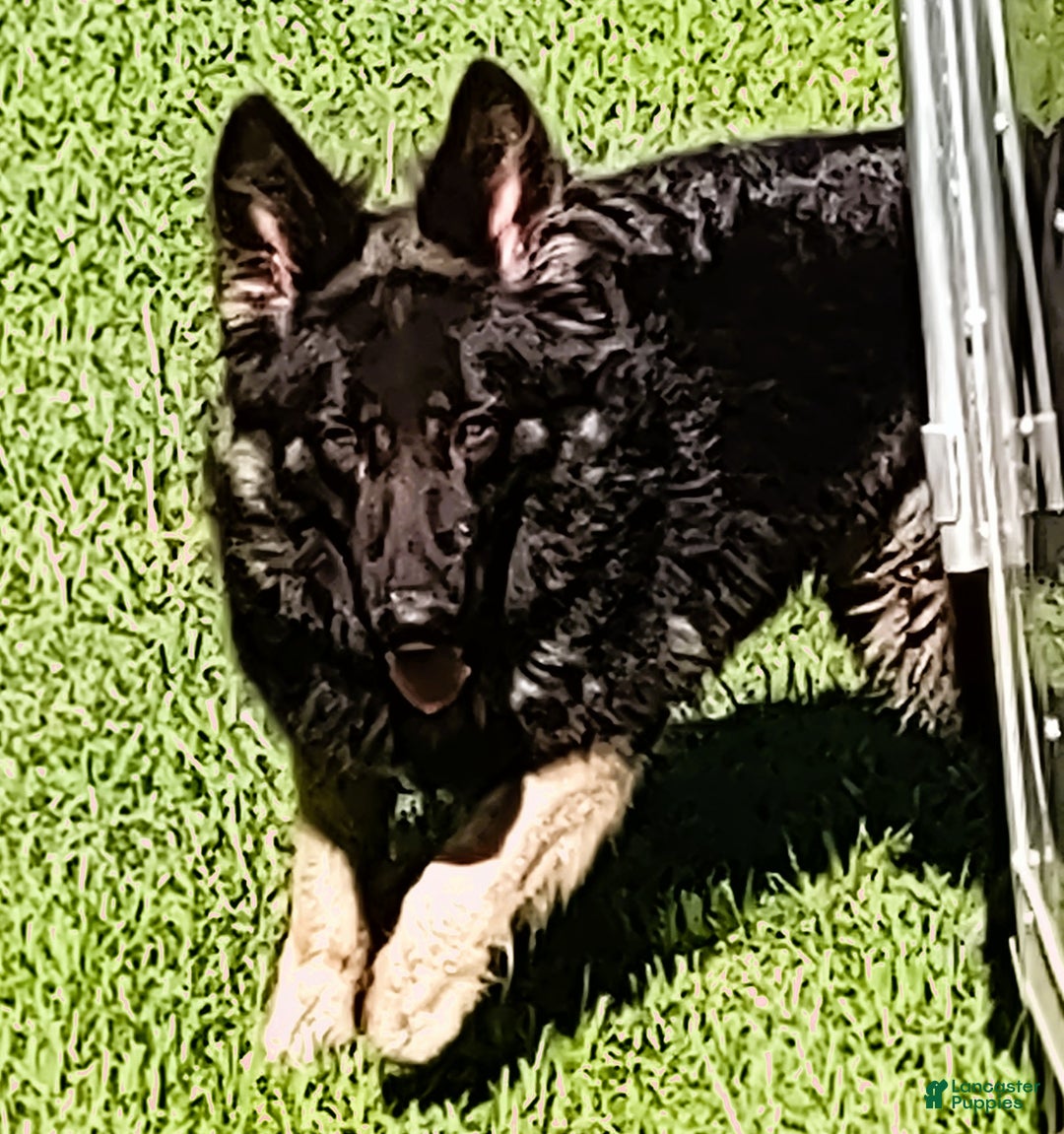 German Shepherd dogs for sale: German Shepherd Puppy Red collar - Ad 2