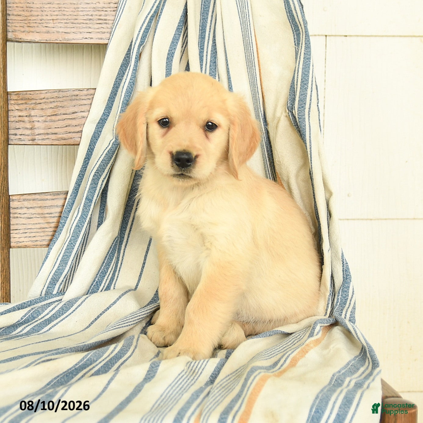 Golden Retriever dogs Joy - Ad 1