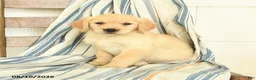 Golden Retriever dogs for sale: Joy - Ad 1