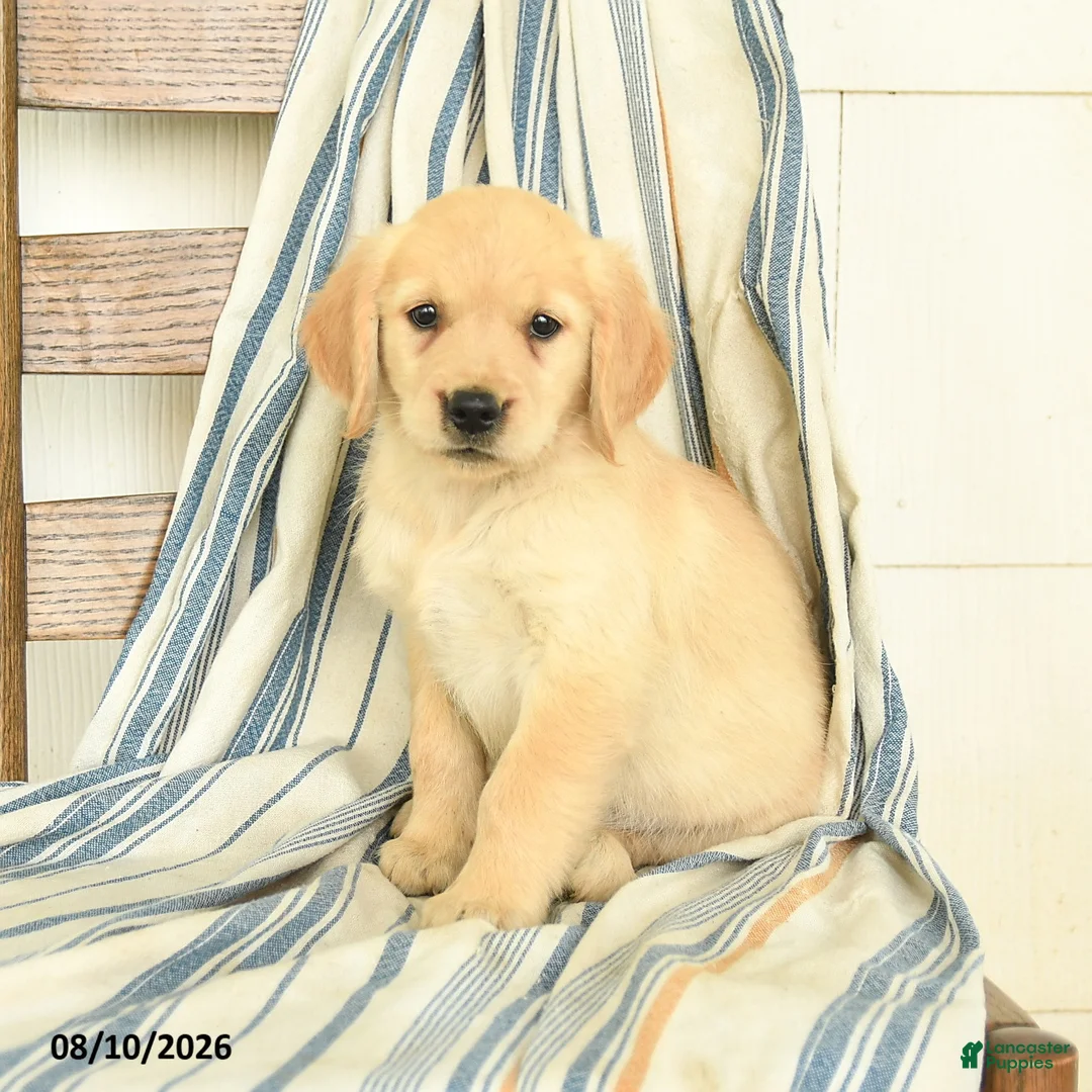 Golden Retriever dogs for sale: Joy - Ad 1