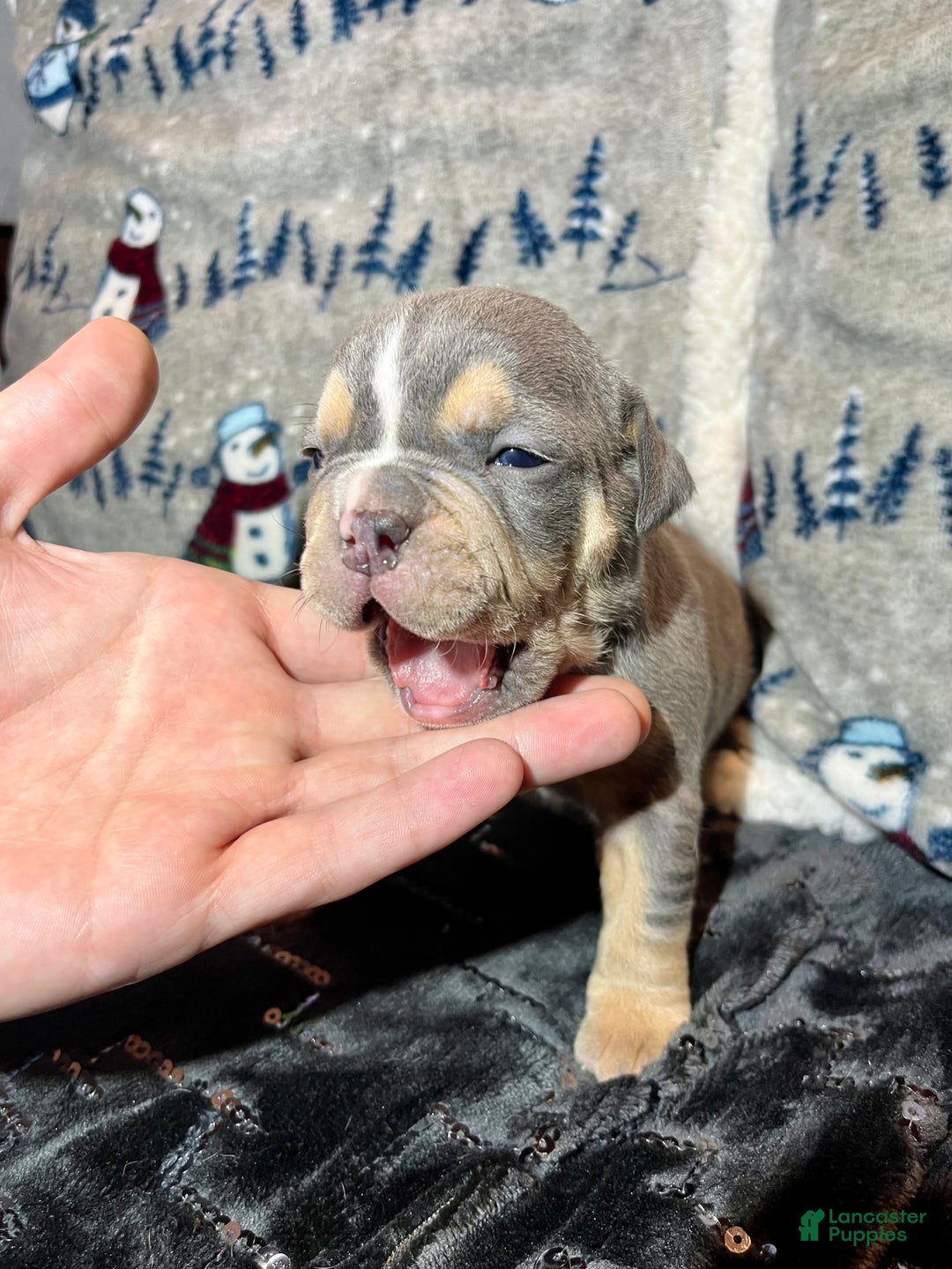 Olde English Bulldogge dogs for sale: Grizz - Ad 1