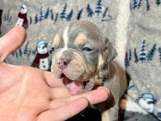 Olde English Bulldogge dogs Rip - Ad 2