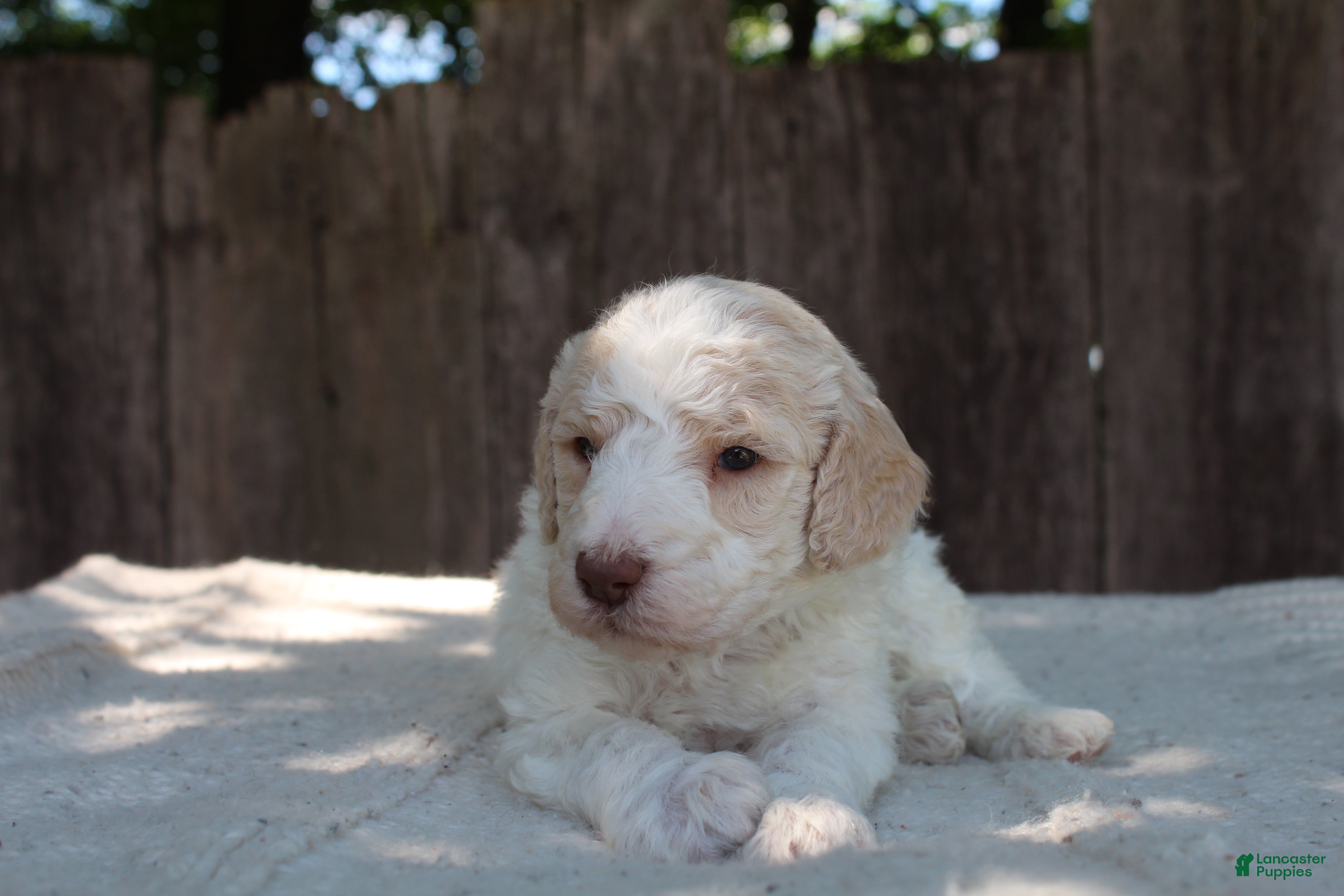 Standard Poodle dogs for sale: Pebble AKC Standard Poodle - Ad 7