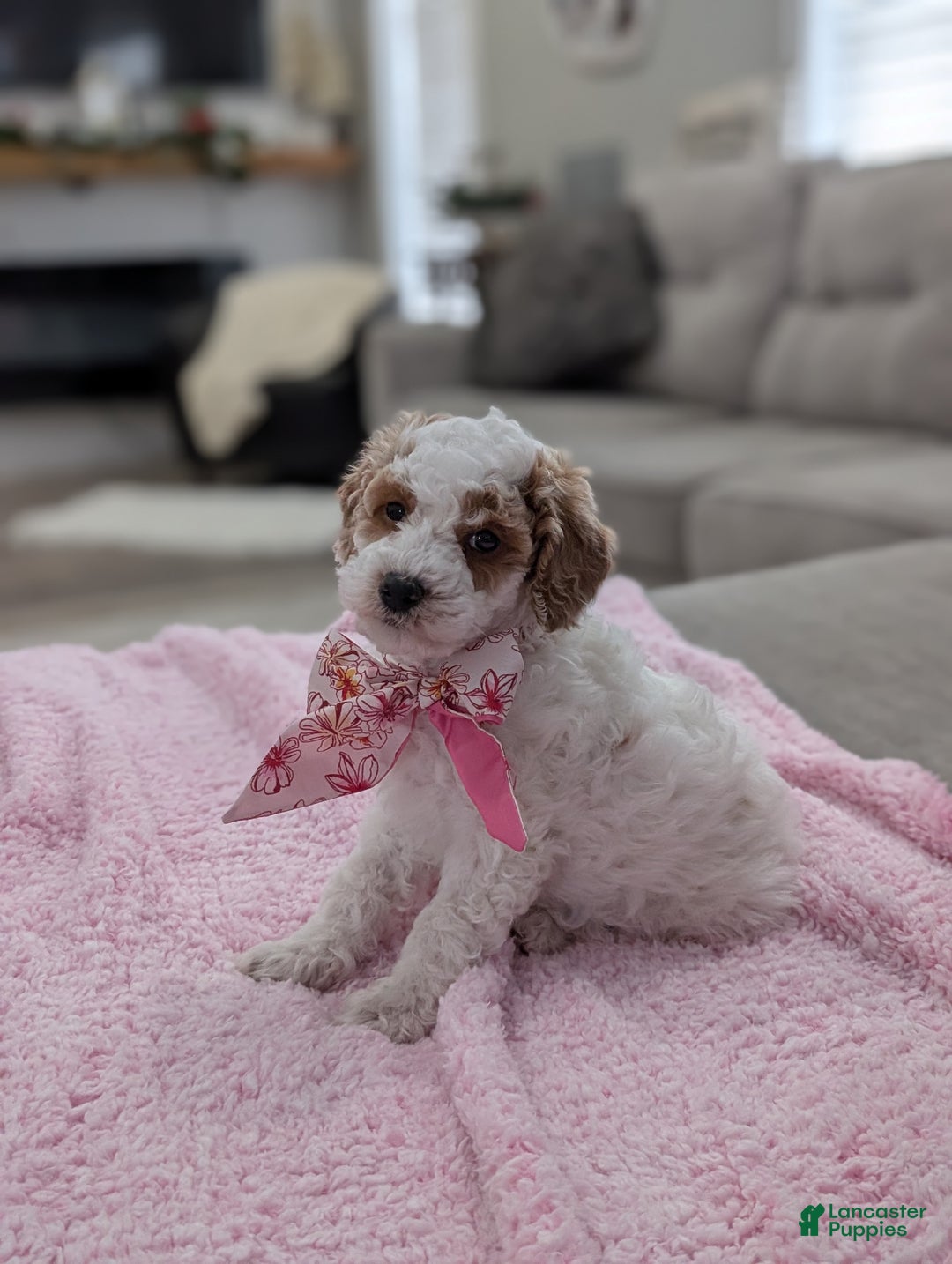 Toy Poodle dogs for sale: Woody  - Ad 1