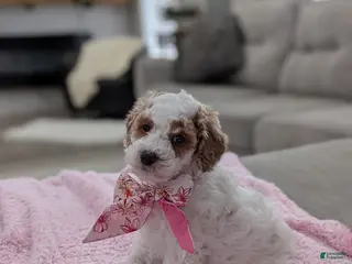 Toy Poodle dogs Woody - Ad 31