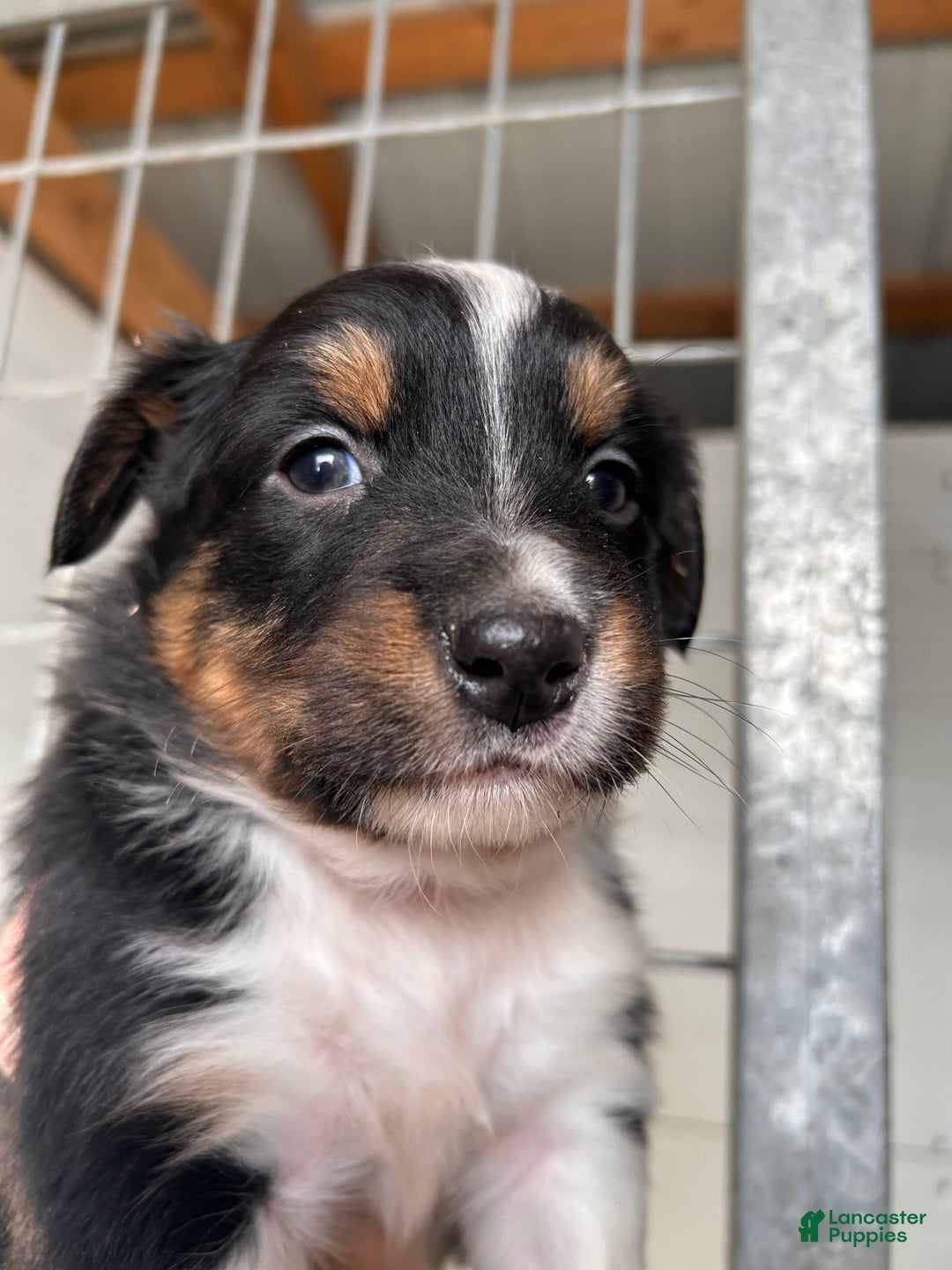 Australian Shepherd dogs for sale: Hank - Ad 3