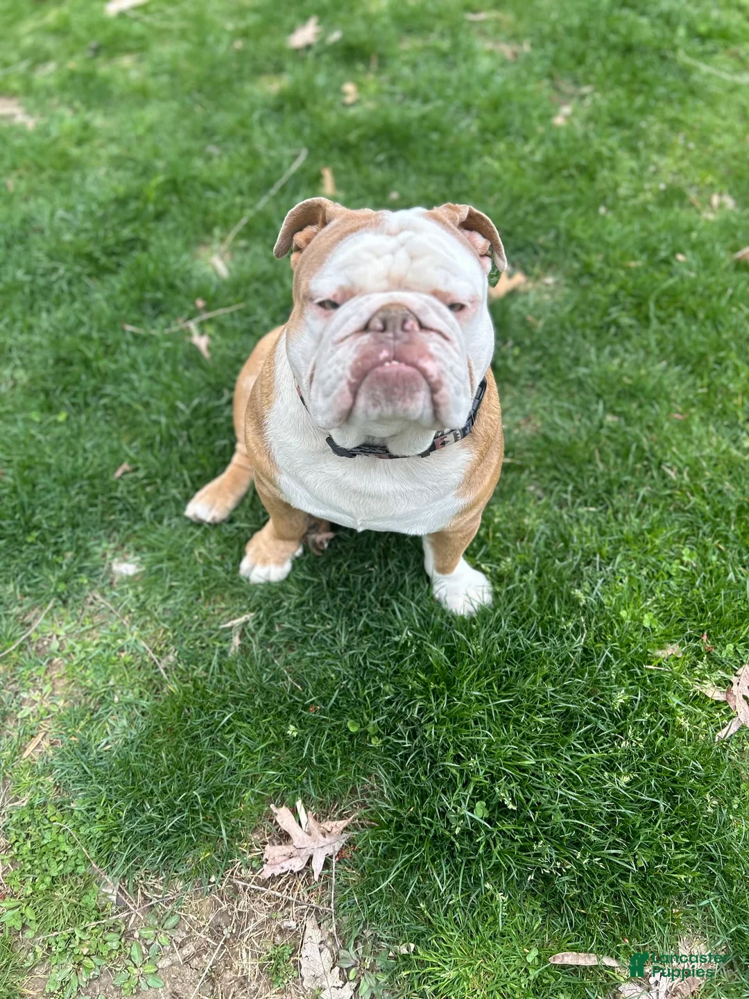 Gallery Image {{count}}