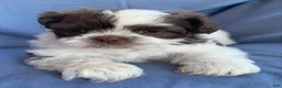 Shih Tzu dogs for sale: Mocha - Ad 6
