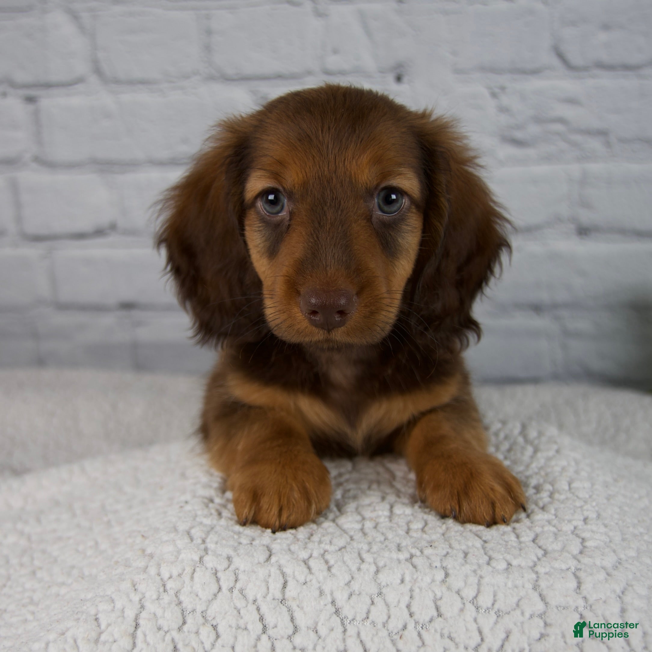 Miniature Dachshund dogs Benny - Ad 1