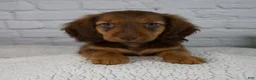 Miniature Dachshund dogs for sale: Benny - Ad 1