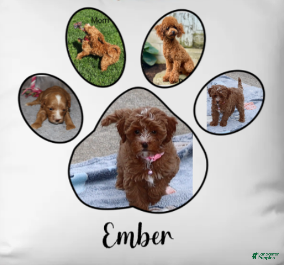 Havapoo dogs for sale: Ember 🌷👨‍👨‍👧‍👦💞🐕 - Ad 12
