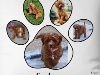 Havapoo dogs Ember 🌷👨👨👧👦💞🐕 - Ad 5