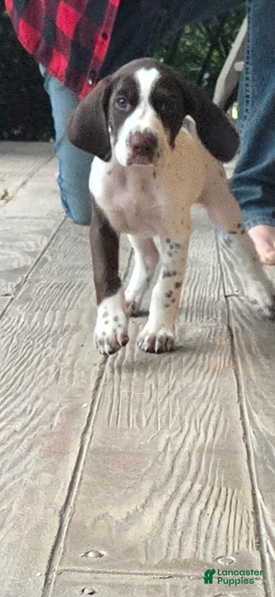German Shorthaired Pointer dogs for sale: Gabby  - Ad 2