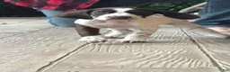 German Shorthaired Pointer dogs for sale: Gabby  - Ad 1