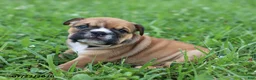 English Bulldog dogs for sale: Charlie - Ad 5