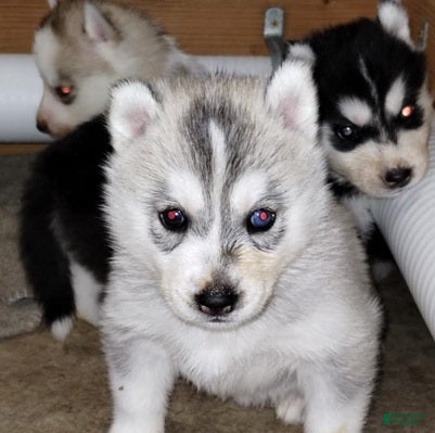 Siberian Husky dogs Galadriel (Bi-eyed) - Ad 1