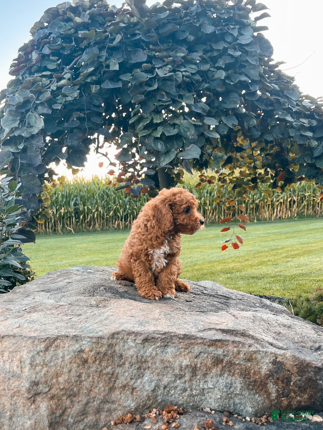 Cavapoo dogs for sale: Dash - Ad 4