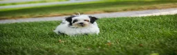 Havanese dogs for sale: Precious - Ad 3