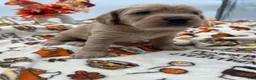 Labradoodle dogs for sale: Chai  - Ad 6