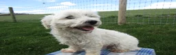 Maltipoo dogs for sale: Amelia - Ad 11