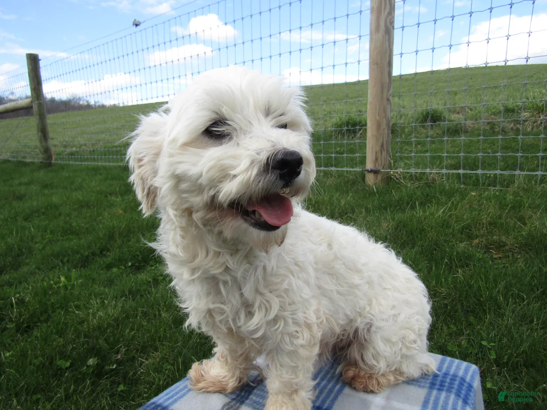 Maltipoo dogs for sale: Amelia - Ad 11