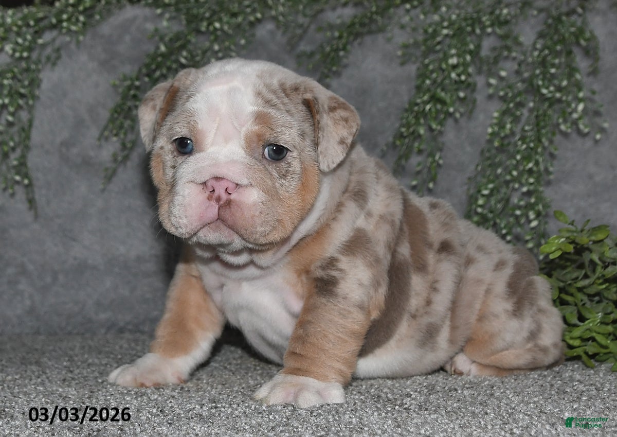 English Bulldog dogs Akila - Ad 2