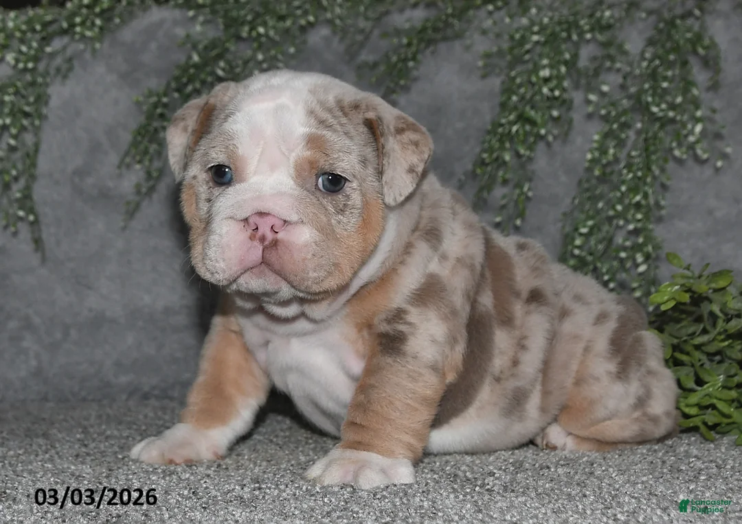 English Bulldog dogs for sale: Akila - Ad 2