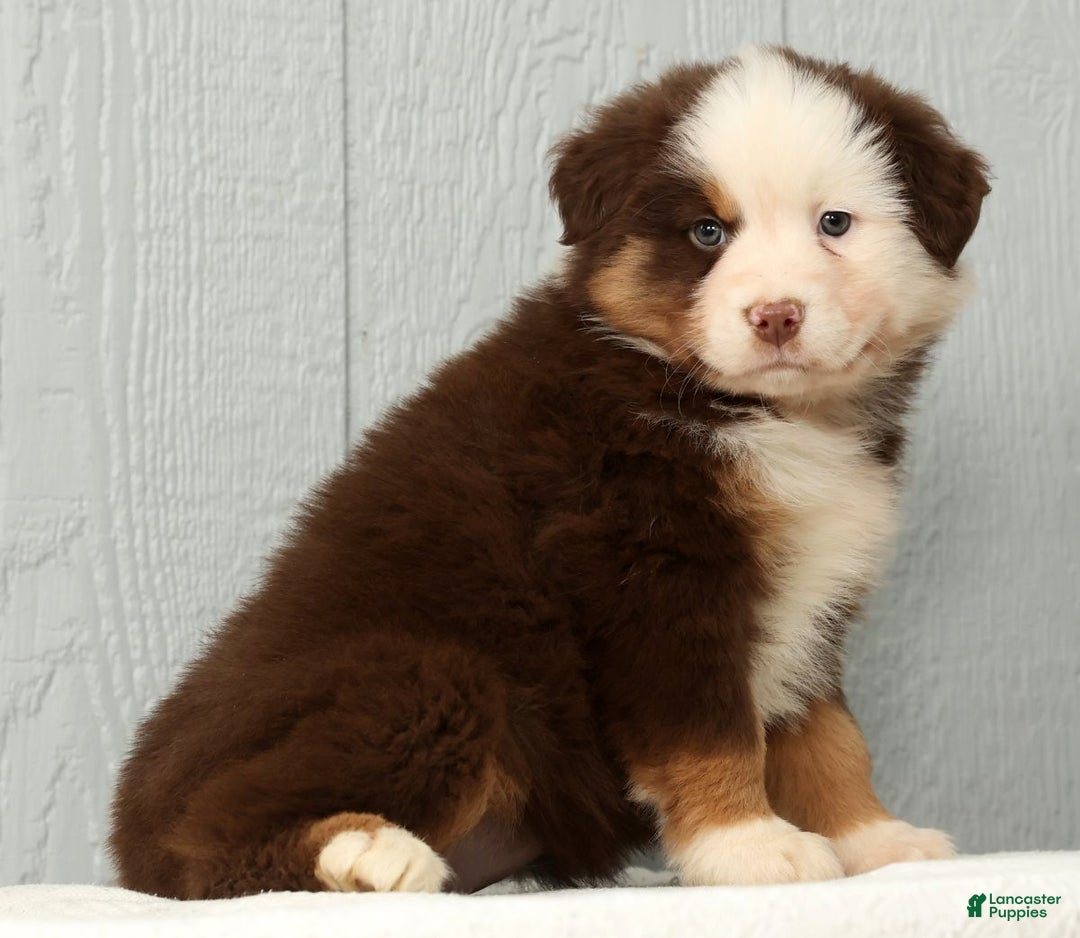 Australian Shepherd dogs for sale: Esta - Ad 3