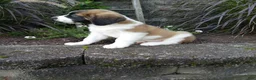Saint Bernard dogs for sale: Carla  - Ad 3