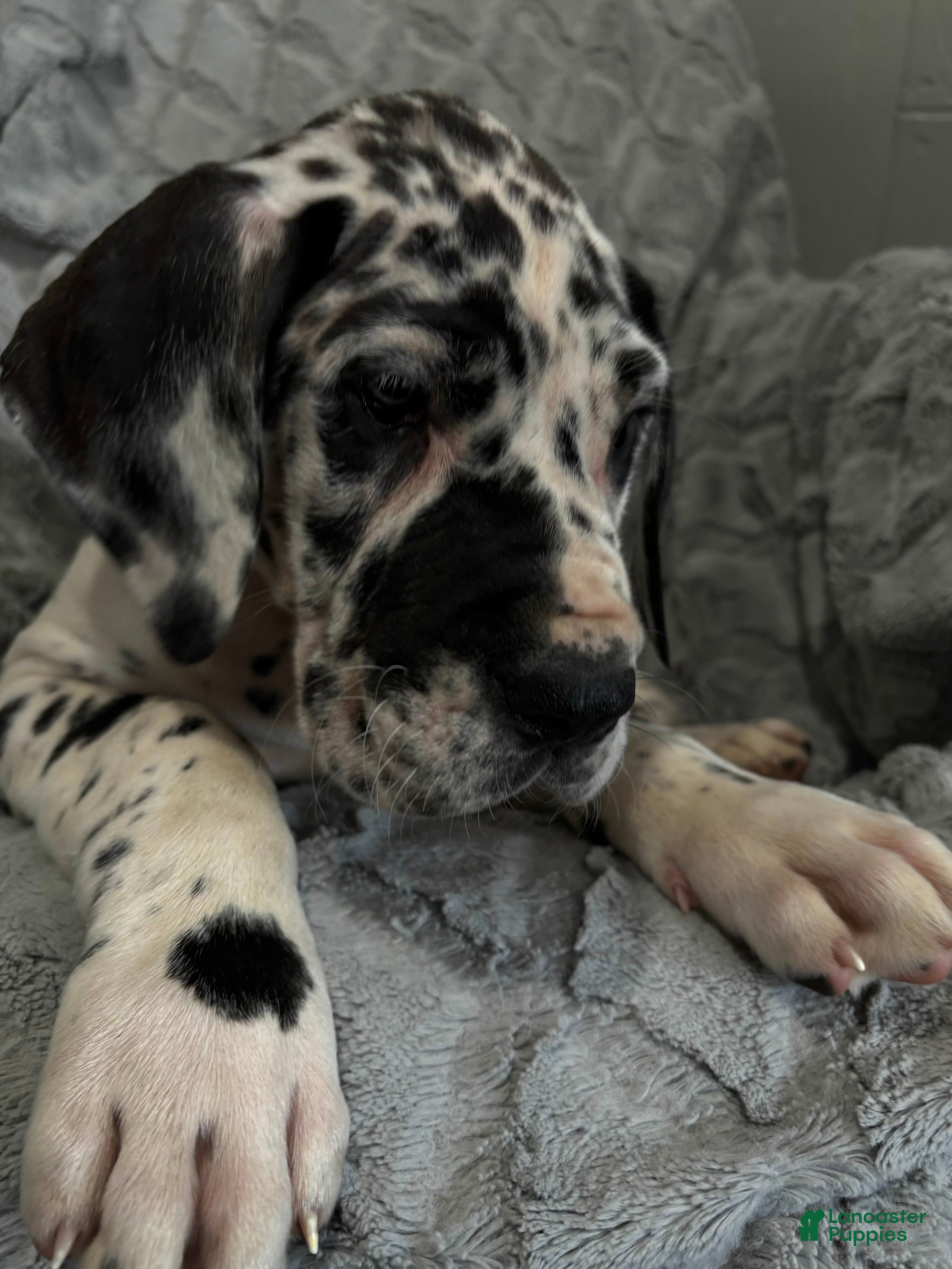 Great Dane dogs Maverick - Ad 23