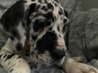 Great Dane dogs Maverick - Ad 23