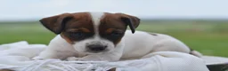 Jack Russell Terrier dogs for sale: Macie - Ad 4